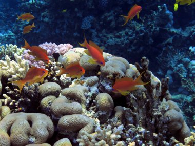 En iyi mercan resifleri, Kızıl Deniz 'in güney kesimlerindeki en büyük doğal yapılardır..
