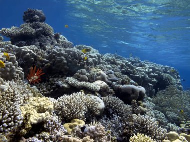 Mercanları olan harika ve güzel bir su altı dünyası. Kızıl Deniz