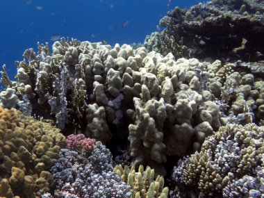 The Best Coral Reef Locations: Red Sea are the largest natural structures in the world