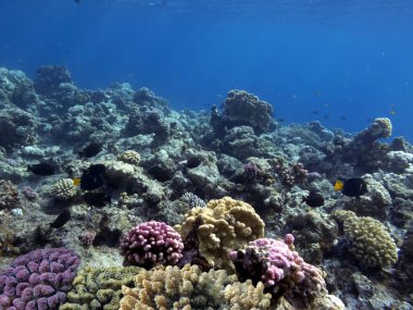 The Best Coral Reef Locations: Red Sea are the largest natural structures in the world