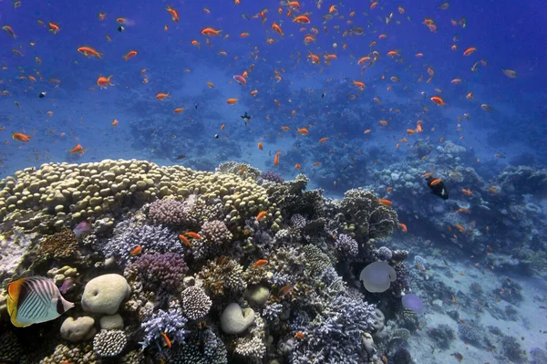 色鮮やかなサンゴ礁の魚やサンゴの水中風景 赤い海 — ストック写真