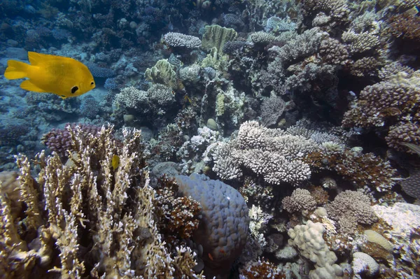 Барвисті Риф Підводний Краєвид Риб Корали Червоне Море — стокове фото