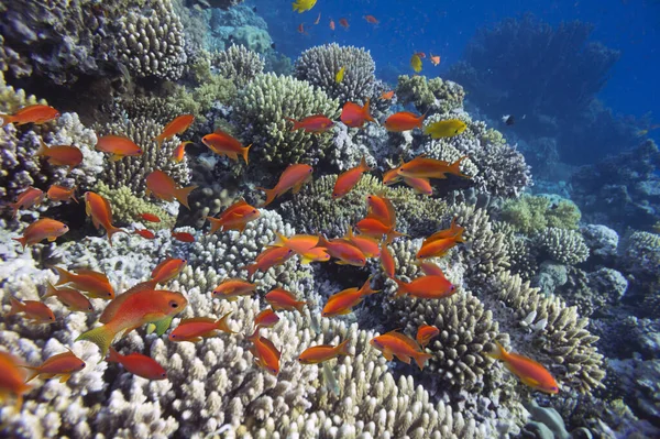 Korallarter Finns Rev Södra Sinai Egypten — Stockfoto