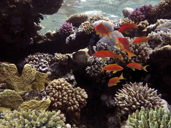 Colorido Paisaje Submarino Arrecife Con Peces Corales Egipto — Foto de Stock