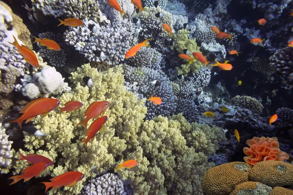 Gatunki Koralowców Występują Rafach Południowej Synaju Stany Zjednoczone — Zdjęcie stockowe