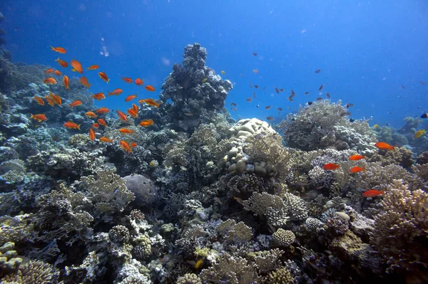 Las Especies Coral Encuentran Los Arrecifes Del Sur Del Sinaí — Foto de Stock