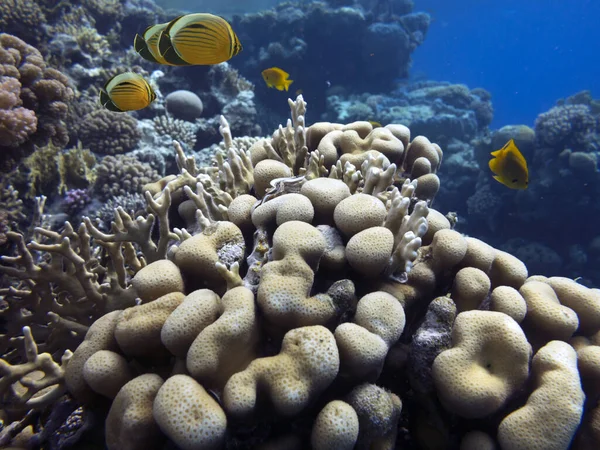 Colorido Paisaje Submarino Arrecife Con Peces Corales Egipto — Foto de Stock