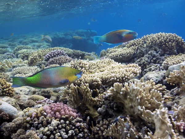 Barriera Corallina Variopinta Paesaggio Subacqueo Con Pesci Coralli Egitto — Foto Stock