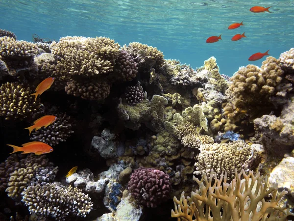 Colorido Paisaje Submarino Arrecife Con Peces Corales Egipto — Foto de Stock