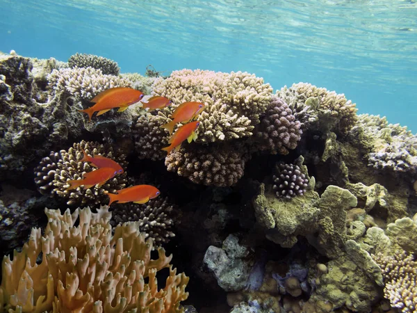 Barriera Corallina Variopinta Paesaggio Subacqueo Con Pesci Coralli Egitto — Foto Stock