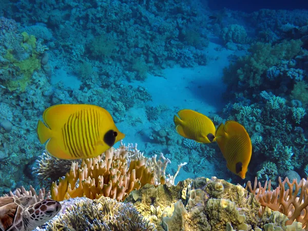 Лучшие Места Обитания Коралловых Рифов Красное Море Крупнейшие Природные Структуры — стоковое фото