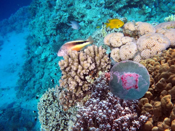 Чудовий Прекрасний Підводний Світ Коралами Тропічним Рибальством Червоне Море Шах — стокове фото
