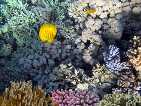 Чудовий Прекрасний Підводний Світ Коралами Тропічним Рибальством Червоне Море Шах — стокове фото