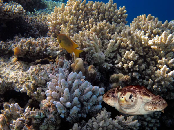 Die Unterwasserwelt Des Roten Meeres Ägypten — Stockfoto