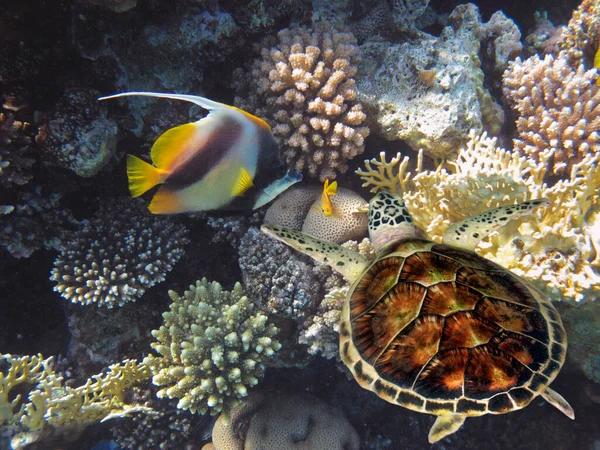 Podmořský Svět Rudého Moře Egypt — Stock fotografie