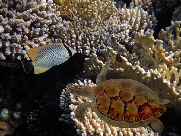 Die Unterwasserwelt Des Roten Meeres Ägypten — Stockfoto