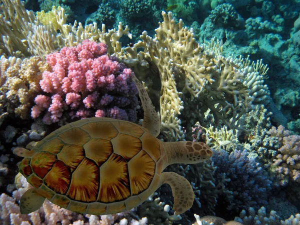 Die Unterwasserwelt Des Roten Meeres Ägypten — Stockfoto