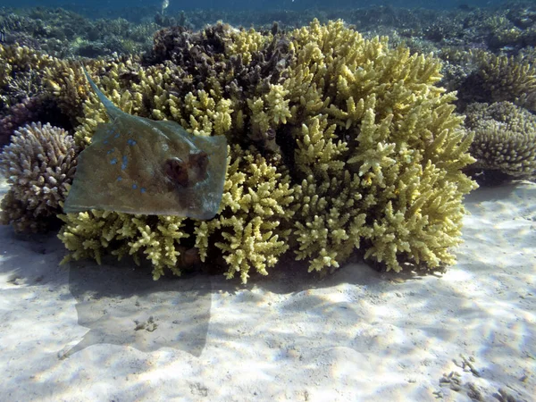 Kızıl Deniz Sualtı Dünyası Mısır — Stok fotoğraf