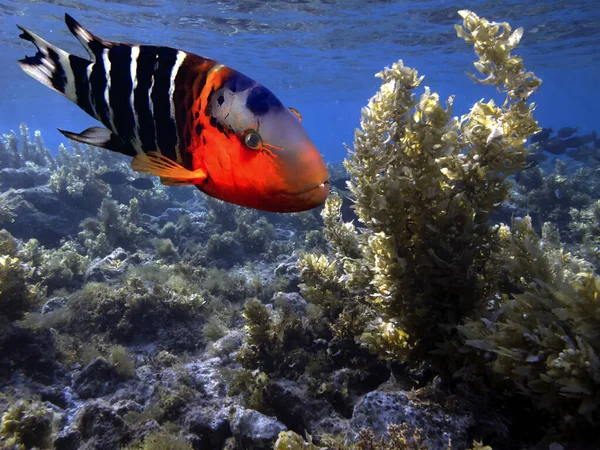 Mondo Sottomarino Del Mar Rosso Egitto — Foto Stock