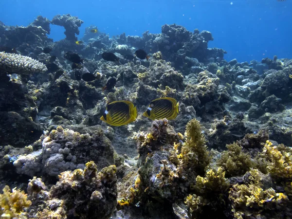 Kızıl Deniz Sualtı Dünyası Mısır — Stok fotoğraf