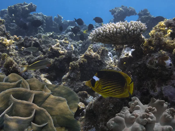 Prachtige Onderwaterwereld Met Koralen Tropische Vissen — Stockfoto