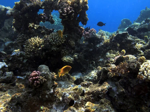 Wunderschöne Unterwasserwelt Mit Korallen Und Tropischen Fischen — Stockfoto
