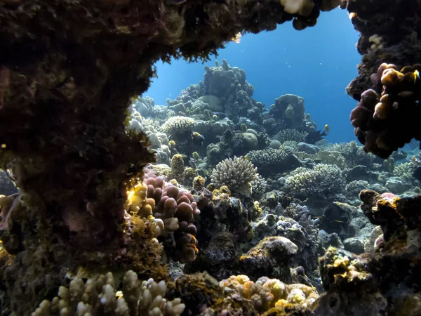 Maravilloso Hermoso Mundo Submarino Con Corales Peces Tropicales — Foto de Stock