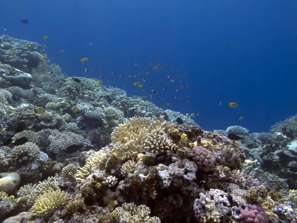 Wonderful Beautiful Underwater World Corals Tropical Fish — Stock Photo, Image