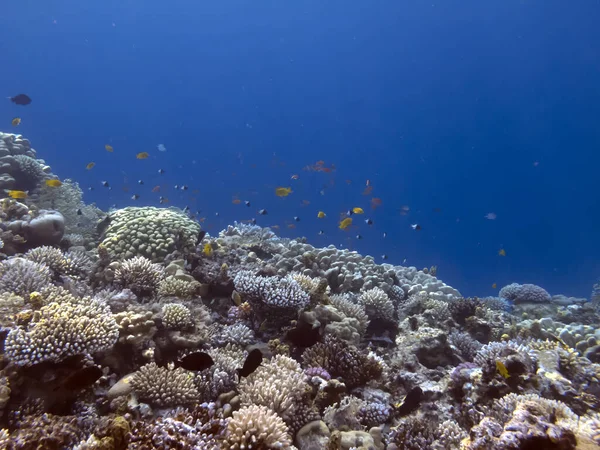 Wonderful Beautiful Underwater World Corals Tropical Fish — Stock Photo, Image