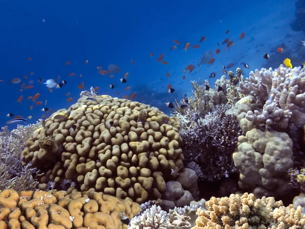 Photo of coral garden with fishes. Red Sea. Egypt