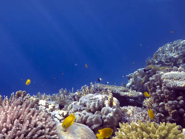 Foto Van Koraaltuin Met Vissen Rode Zee Egypte — Stockfoto