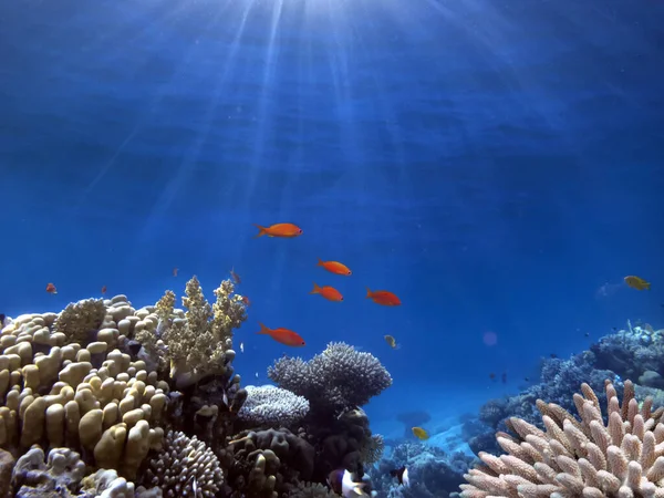 Beste Koraalriffen Zijn Grootste Natuurlijke Structuren Zuidelijke Delen Van Rode — Stockfoto