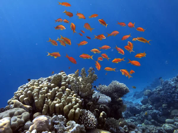 サンゴ礁は紅海南部で最大の自然構造物です — ストック写真