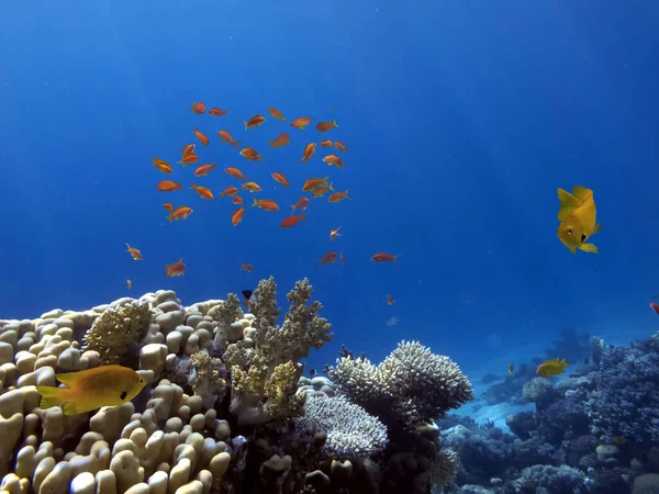 Best Coral Reefs Largest Natural Structures Southern Sections Red Sea — Stock Photo, Image