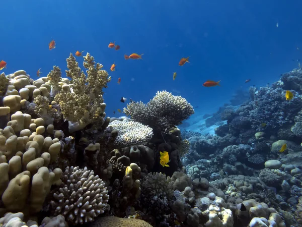 Best Coral Reefs Largest Natural Structures Southern Sections Red Sea — Stock Photo, Image