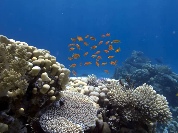 Καλύτεροι Κοραλλιογενείς Ύφαλοι Είναι Μεγαλύτερες Φυσικές Δομές Στα Νότια Τμήματα — Φωτογραφία Αρχείου