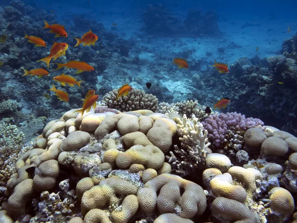 Migliori Barriere Coralline Sono Più Grandi Strutture Naturali Nelle Sezioni — Foto Stock