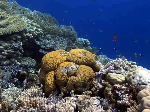 Prachtige Onderwaterwereld Met Koralen Rode Zee — Stockfoto