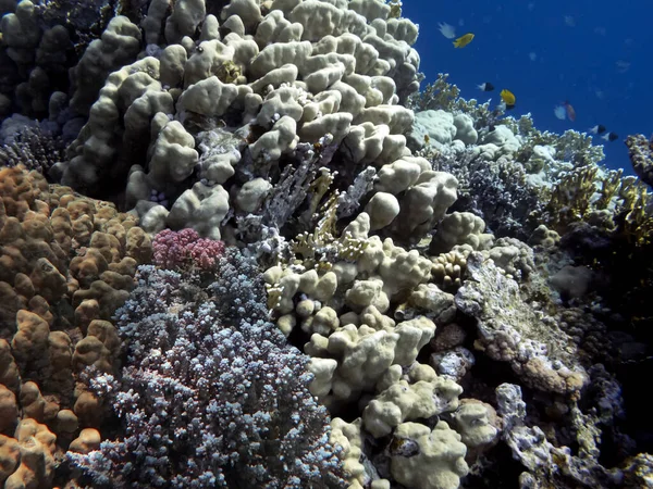 Prachtige Onderwaterwereld Met Koralen Rode Zee — Stockfoto