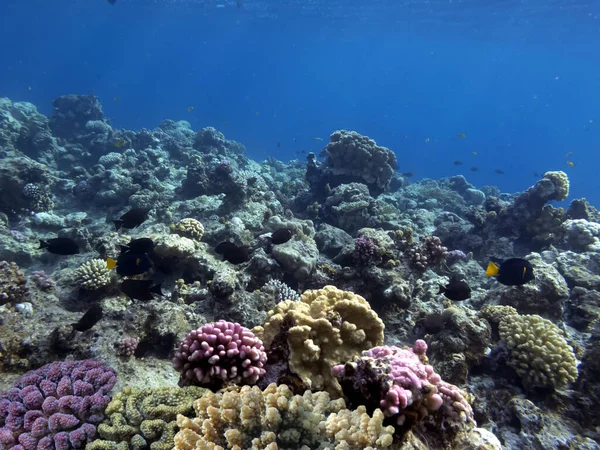 Melhores Localizações Recifes Coral Mar Vermelho São Maiores Estruturas Naturais — Fotografia de Stock