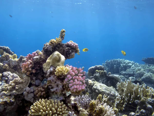 Melhores Localizações Recifes Coral Mar Vermelho São Maiores Estruturas Naturais — Fotografia de Stock