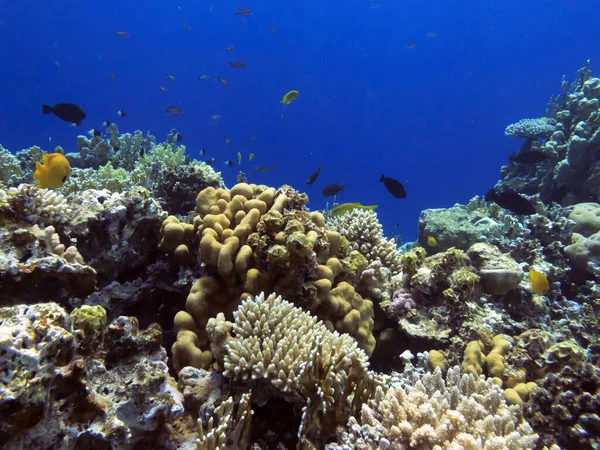 Melhores Localizações Recifes Coral Mar Vermelho São Maiores Estruturas Naturais — Fotografia de Stock