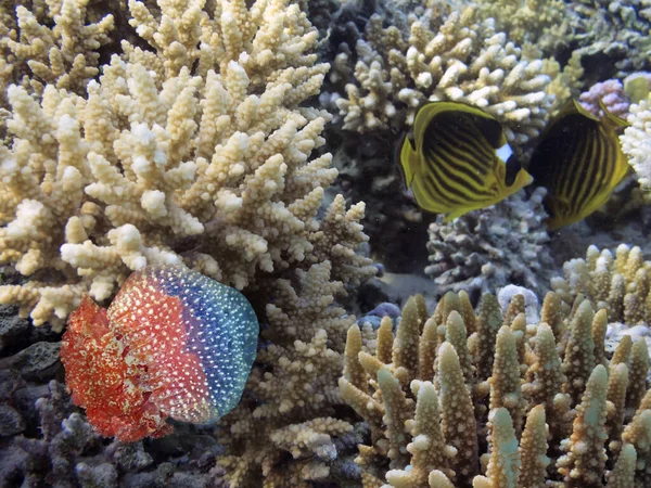 Paisaje Submarino Con Medusas Mar Rojo Egipto —  Fotos de Stock