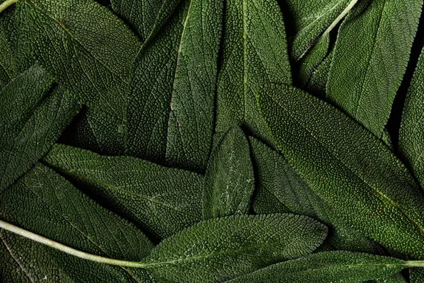 Fresh green sage — Stock Photo, Image