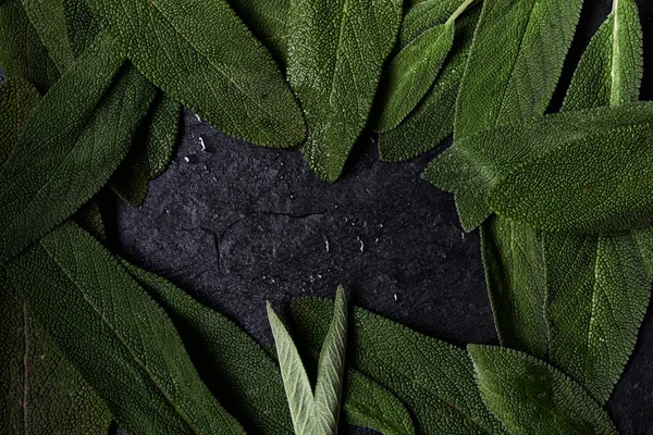 Świeża zielona szałwia — Zdjęcie stockowe