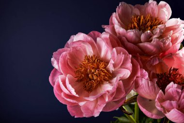 Pembe çiçek yaklaş