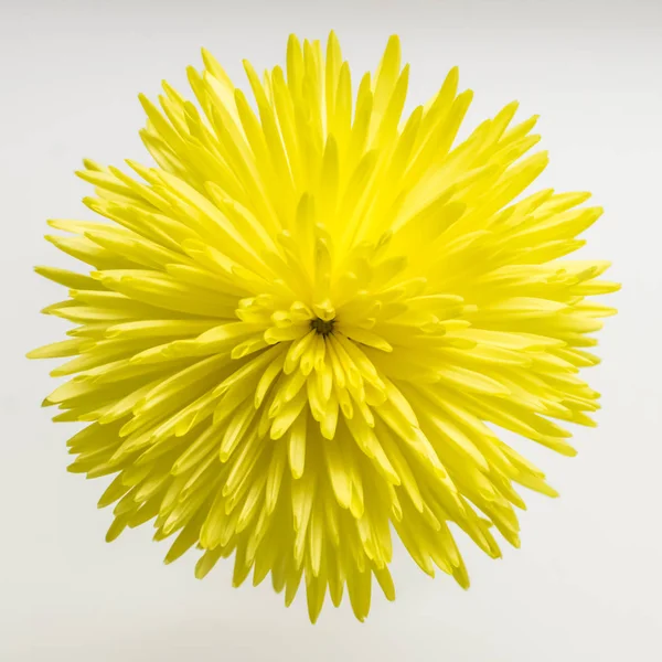 Hermoso crisantemo amarillo sobre fondo blanco . — Foto de Stock