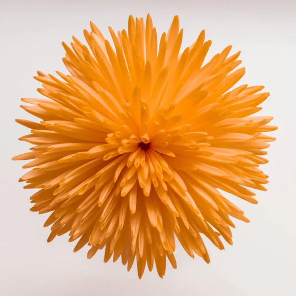 Prachtige oranje chrysant op witte achtergrond. — Stockfoto