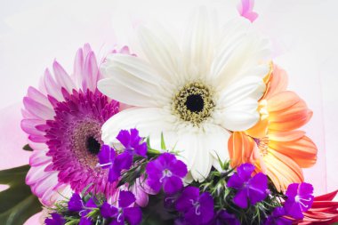 Beyaz arka plan üzerinde renkli güzel çiçek.