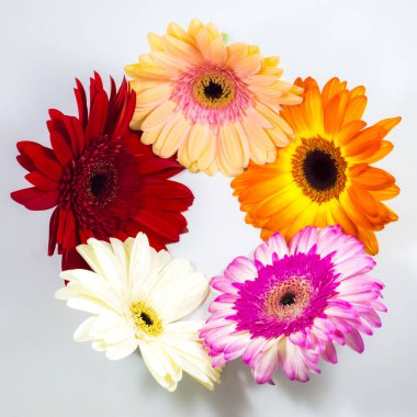 Beyaz arka plan üzerinde renkli güzel çiçek.